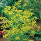 Dill (Anethum 30 annual spice for graveolens) Seeds, original...