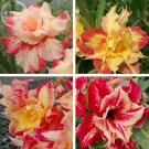 Imported Colorful Adenium Desert Rose professional 2 red 'Dazzling Girl' Seed...