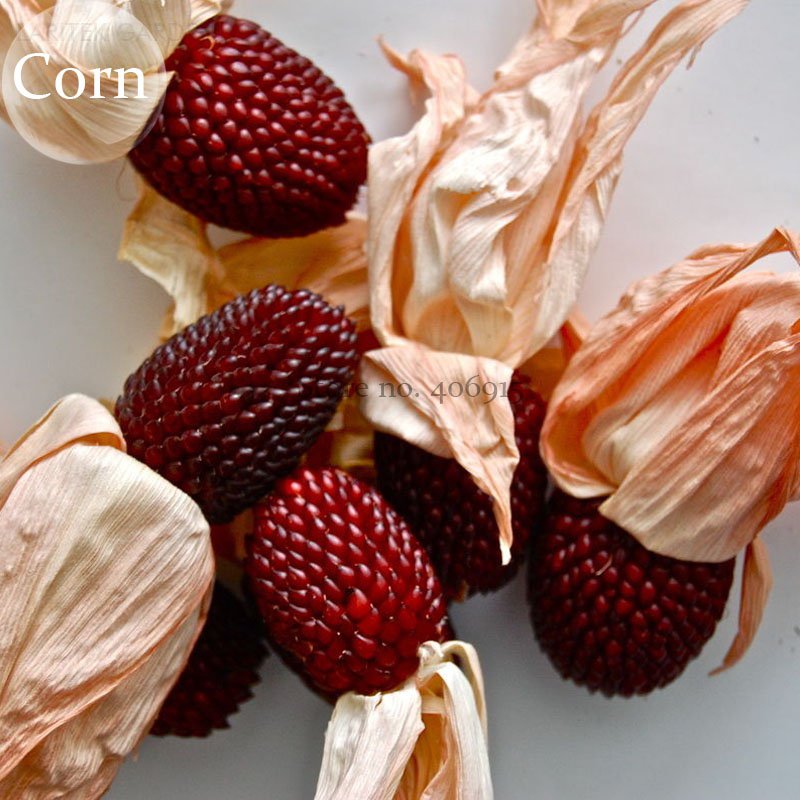 Heirloom Red Corn, 8 strawberry corn Popping seeds,