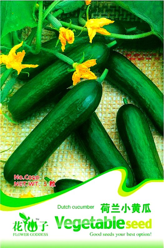 Rare Heirloom Dutch Fruit Cucumber 5 / Eat it Raw Delicious Crisp Organic See...