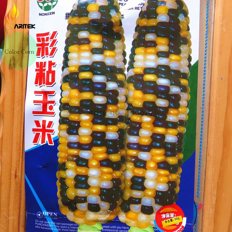 Heirloom Haierbin Colorful Sticky Corn +, 100% True Edible Big Organic Seeds ...