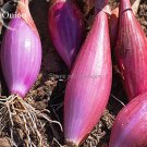 Heirloom Red Florence Onion 50 nutrition and healthy Long Vegetables Seeds, S...