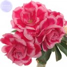 Adenium Rose Pink Petals Desert 2 3-headed 7-layer Light Edge Seeds,...