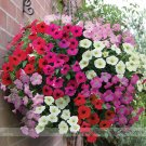 Rare Petunia Mixed (Pink White Red pink Rose Purple Dark red) Professional 20...