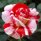 1 Professional 50 / New Pink Rose Red Strip Shrub Pack, seeds