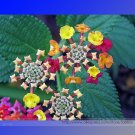 Lantana Camara Perennial Wild Professional 10 / Shrubby Tickberry Big Sage Se...