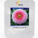 Pink Little Daisy Professional 30 / Bellis Perennis Hybrid Seeds, Pack, Seeds...