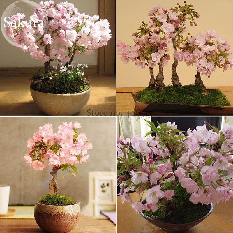 Bonsai Ornamental Oriental Cherry Blossoms Sakura, 20 perennial Organic seeds...