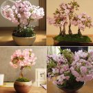 Bonsai Ornamental Oriental Cherry Blossoms Sakura, 20 perennial Organic seeds...
