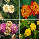 Mixed Colorful Lantana Camara Perennial 10 White Yellow Pink Seeds, Garden Or...