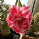 Adenium Rose Red Pink 2 5-layer blooms bonsai desert Light Seeds, Se...