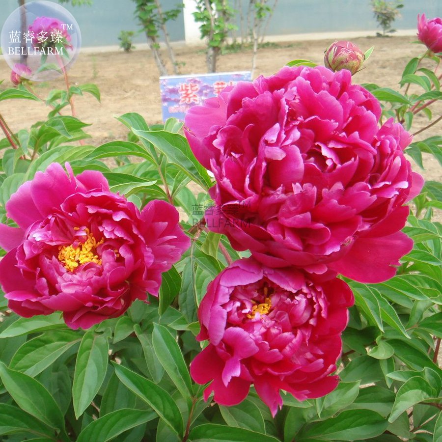 Peony Dark Purple Blooms diameter 50cm home Big Seeds garden