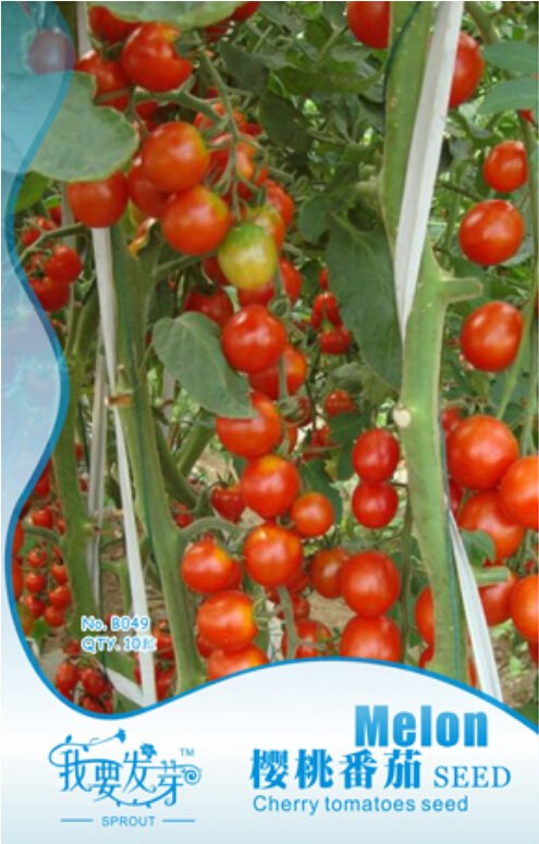 Very Sweet Red Cherry 10 / Tasty Juicy Fruit 'Hong Gu Niang' Organic Seeds, O...