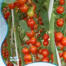 Very Sweet Red Cherry 10 / Tasty Juicy Fruit 'Hong Gu Niang' Organic Seeds, O...