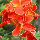 Heirloom Canna Lily Red with Seeds, Golden Edge