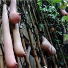 Melon Vietnam milk as a woman's 20/50/100PCS seeds