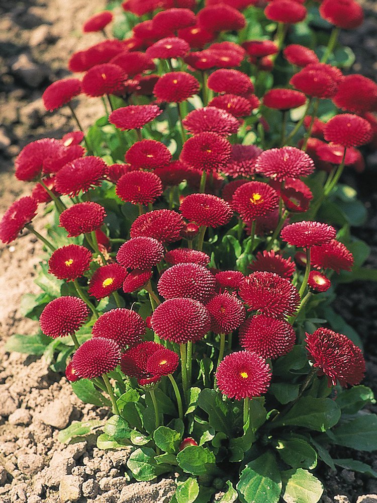 Bellis Perennis Dark Seeds,