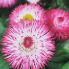 Bellis Perennis Pink & White Seeds, Giant