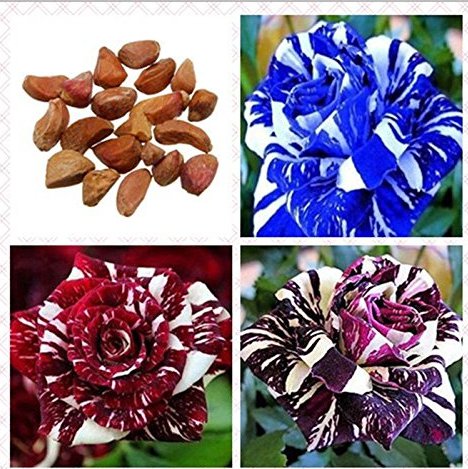 Rare Striped Rose Bonsai Decor (Red, Blue or Purple) 30Pcs Dragon Seeds Garden