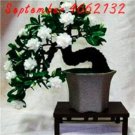 Jasmine Seeds,