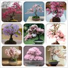 Quality Cheap Oriental Cherry Sakura Bonsai High Seeds