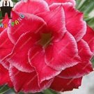 Desert Rose Adenium - 3-Layer Dark Red with White 2PCS Seeds Edge