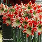 Hippeastrum Bonsai Amaryllis Barbados Lily DIY Home Potted Balcony 100 pcs/ S...