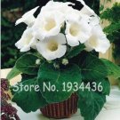 24 Color Imported 200 Perennial Home Pot Easy to Rare Bonsai Gloxinia Pcs Sin...