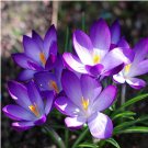 Courtyard Shrub Crocus Sativus 100pcs Garden Evergreen Seeds