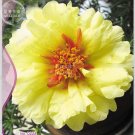Oriole Yellow Portulaca 220 beautiful up your Grandiflora Seeds, Original Pac...