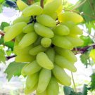 Sweet Professional 15 / Hardy Delicious Fruit Golden Green Grape Org...