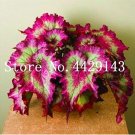 Rare Begonia Seeds,
