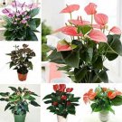 Anthurium - Mixed Purple Black Red 100PCS Seeds Light