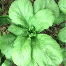 Chrysanthemum Seeds Large Vegetables