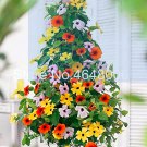 100 Black-Eyed Susan Bonsai Alata Black Eyed Vine Sunrise - (Color: Mixed) Pc...