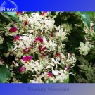 Heirloom Lysidice Hance Tree Professional 5 / very beautiful Rhodostegia Seed...