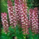 Bear's Breeches 10PCS Seeds