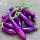 Purple 100 professional heirloom Eggplant Bright Long Vegetables See...