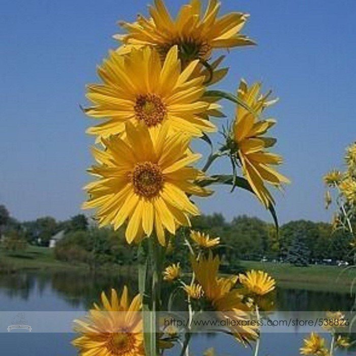 Maximillian Professional 15 / Masses of Seeds, Pack, Seeds