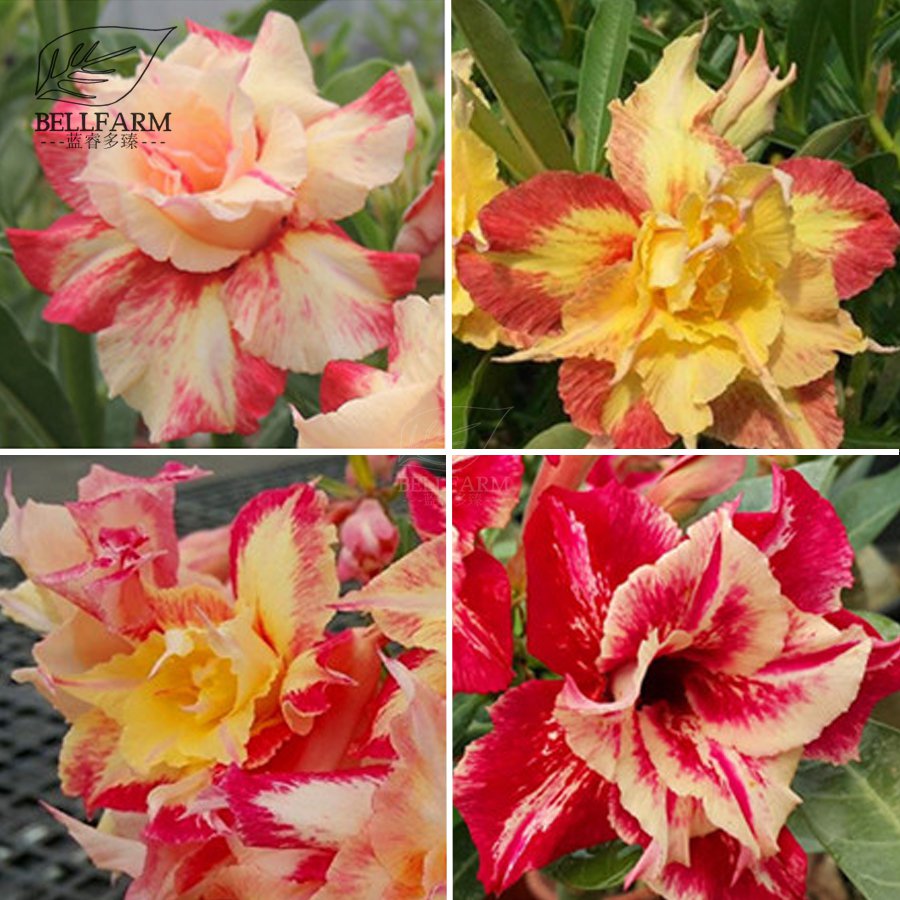 Colorful Adenium Desert Rose Bonsai red color 'Dazzling Girl' Seeds,...