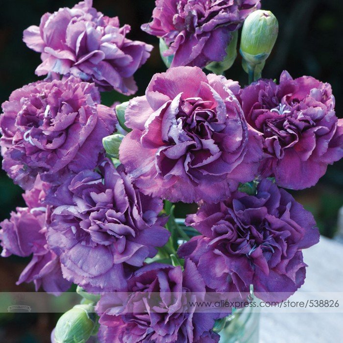 the Rarest Dianthus 'Purple Rain' Carnation Seeds