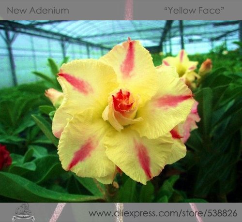Heirloom 'Yellow Face' Yellow Desert Rose with Red Stripe Professional 2 / Ad...