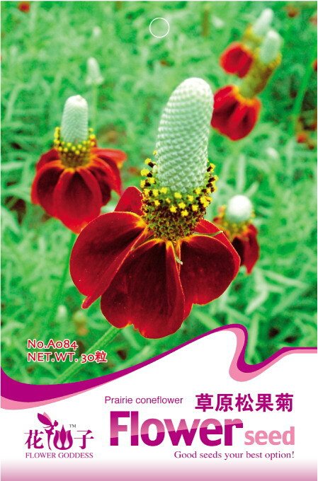 1 30 / Ratibida Mexican Hat Columnifera Original Pack, Seeds Midget Seed