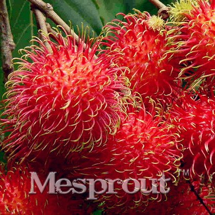 Rambutan Red Malaysia Miracle Fruit Tree New Outdoor Jardin 5pcs Seed Seeds G...