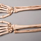 Skeletons and More SM372DRA Aged Righ Forearm