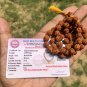 LAB CERTIFIED Natural 5 Mukhi RUDRAKSHA Rudraksh Mala ROSARY 54+1 Prayer Beads