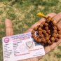 LAB CERTIFIED Natural 5 Mukhi RUDRAKSHA Rudraksh Mala ROSARY 54+1 Prayer Beads