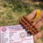 LAB CERTIFIED Natural 5 Mukhi RUDRAKSHA Rudraksh Mala ROSARY 54+1 Prayer Beads