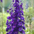 Best Sell 50 of Dark Purple Delphinium Seeds Perennial Flower Seed Flowers