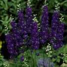 Best Sell 50 of Sydney Purple Delphinium Seeds Perennial Flowers Flower